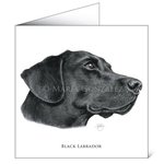 Mayfly Art Black Labrador Greetings Card